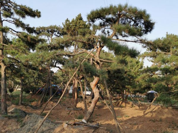 關于造型油松的移栽你應該知道多少？